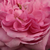 Růžová - Historické růže - Portlandské růže - Comte de Chambord
